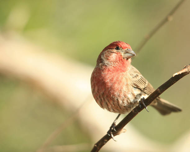 istock Male House Finch 136253690