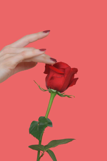 istock Touch of a rose 1362536948