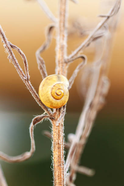 Close-up shot of a yellow snail attached to a plant stem, lightly covered with frost. defocused background and soft focus foreground. Focus on plant and snail shell
