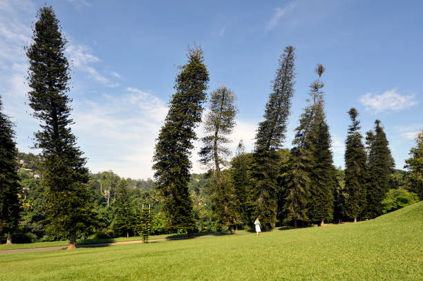 Beautiful vegetation in the garden city with a lake in front in Singapore
