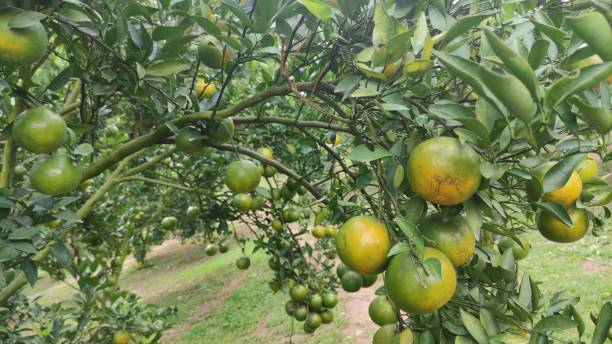 istock Oranges in orange orchards are grown for agriculture. 1362542477