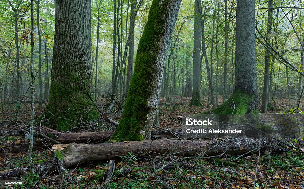 Alte Bäume in natürlichen stand der Bialowieza-Waldgebiet - Lizenzfrei Abgestorbene Pflanze Stock-Foto