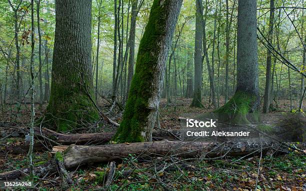Alte Bäume In Natürlichen Stand Der Bialowiezawaldgebiet Stockfoto und mehr Bilder von Abgestorbene Pflanze
