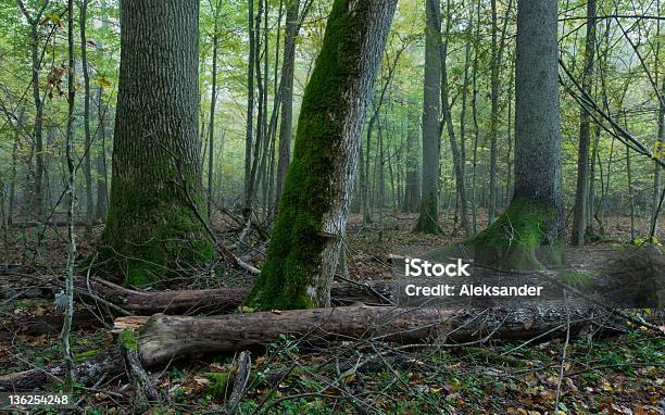 Old Árboles Naturales Soporte De Bosque De Bialowieza Foto de stock y más banco de imágenes de Aire libre