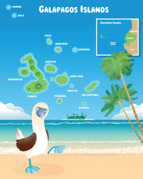 ilustrações, clipart, desenhos animados e ícones de ilhas galápagos e peitos de pé azul - fernandina beach