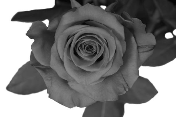 istock Shades of a rose 1362542817