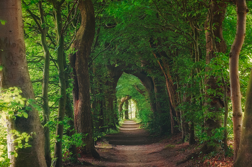 Nature background of dreamy, fairy tale and beautiful jungle forest pedestrian footpath alley way place for walking in tunnel of old oak green trees light up with sun rays trough grass at sunset on spring day.