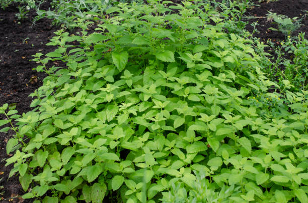 grüne blätter von melissa officinalis - zitronenmelisse im garten - lemon balm stock-fotos und bilder