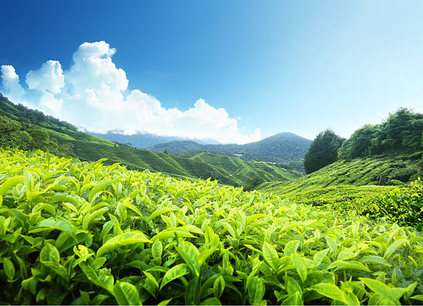 istock Tea plantation Cameron highlands, Malaysia 136254399