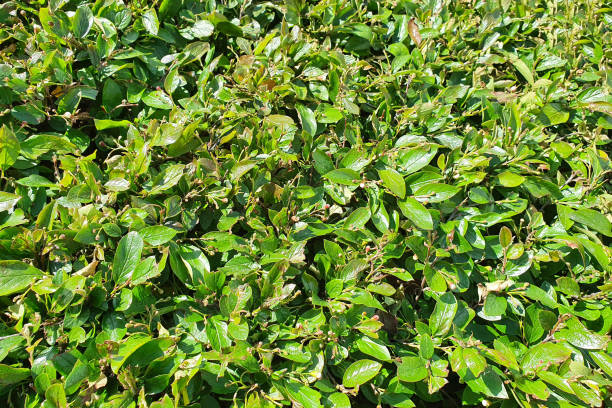Cotoneaster lucidus, urban shrub texture. Herb wall, plant wall, natural green wallpaper and background. Cotoneaster lucidus, urban shrub texture. Herb wall, plant wall, natural green wallpaper and background. cotoneaster stock pictures, royalty-free photos & images