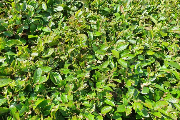 Photo of Cotoneaster lucidus, urban shrub texture. Herb wall, plant wall, natural green wallpaper and background.
