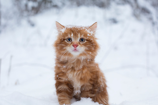 This photo shows Portrait, red-haired, ginger kitten in the snow, on the background of the winter forest.