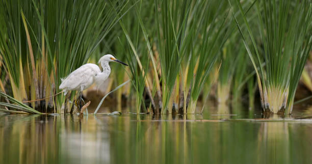 grande aigrette à l’état sauvage. grande aigrette (ardea alba). aigrette blanche dans la zone humide - zone humide photos et images de collection