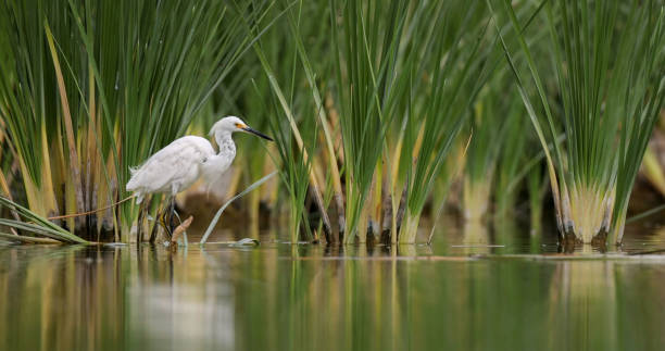 wielka czapla na wolności. czapla wielka (ardea alba). biała czapla na mokradłach - great white heron snowy egret heron one animal zdjęcia i obrazy z banku zdjęć