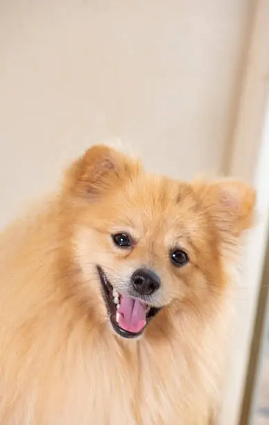Lulu from Pomeranian named Bento posing for the camera, selective focus.