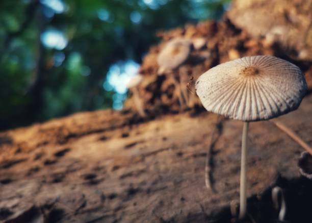istock Lonely mushroom and ant 1362548190