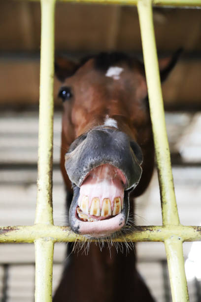 um cavalo sorridente, um cavalo sorridente em uma gaiola. fotos engraçadas de bactérias, fotos e imagens livres de direitos autorais
