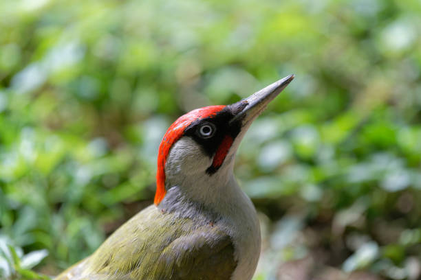 kuvapankkikuvat ja rojaltivapaat kuvat aiheesta euroopan vihreä tikka (picus viridis) - european green woodpecker