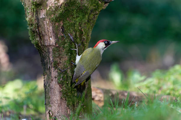 kuvapankkikuvat ja rojaltivapaat kuvat aiheesta euroopan vihreä tikka (picus viridis) - european green woodpecker