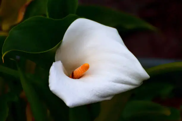 Photo of Calla lily