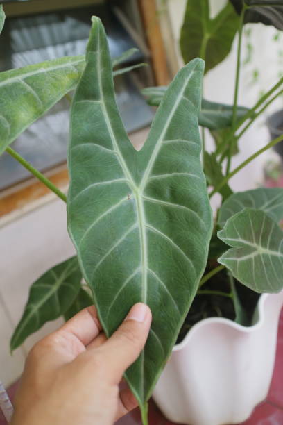 istock Green and fresh alocasia plant 1362550238