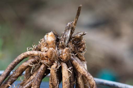 Asparagus crown close up, freshly harvested long root sytem ready to plant in a vegetable garden