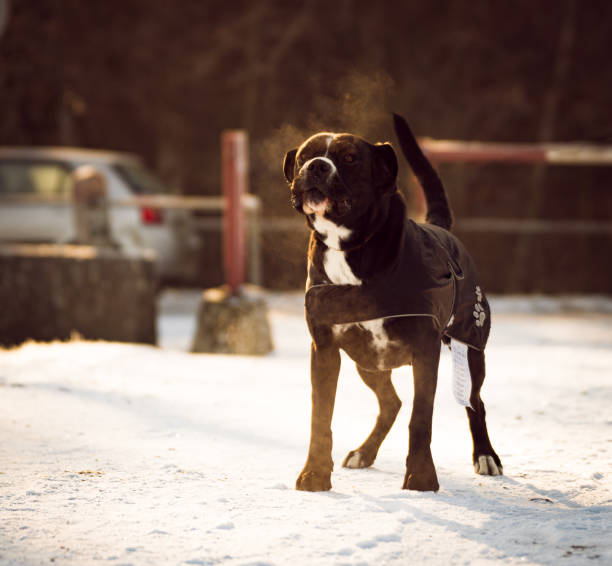 istock Black angry threatening amstaff dog 1362550658