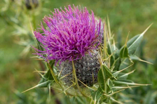 istock Prickly burdock flower with water drops 1362550766