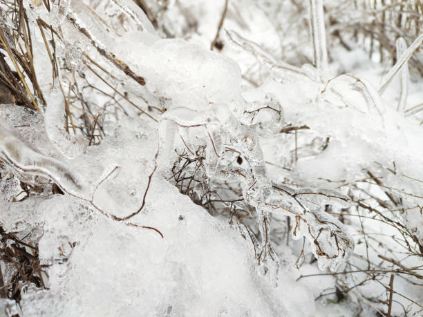 istock Glaze ice on tree branch and grass in winter forest 1362550876