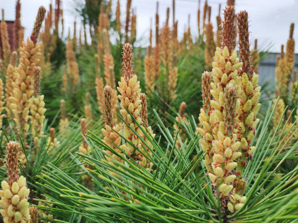 istock Young Pine buds in spring. Pinus mugo, dwarf mountain pine, mugo pine. 1362552005
