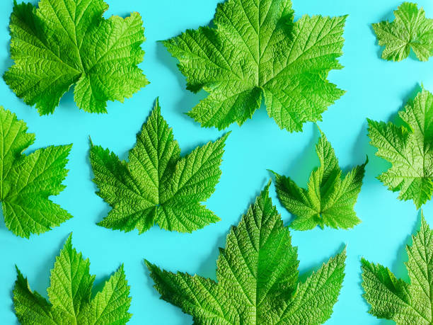 istock Velvety raspberry leaves on a turquoise background. View from above. 1362552716