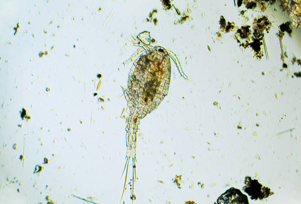 istock Copepod Cyclops is small crustacean found in freshwater pond. Zooplankton, micro crustacean under the light microscope. Magnification of 100 times, microscope objective 10 1362552860