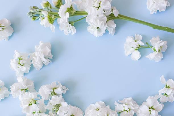 small white flowers and a flowering branch are on a sky blue background. this is the place for your beauty products and text. background for the product. flower frame, top view - cut flowers white small still life imagens e fotografias de stock