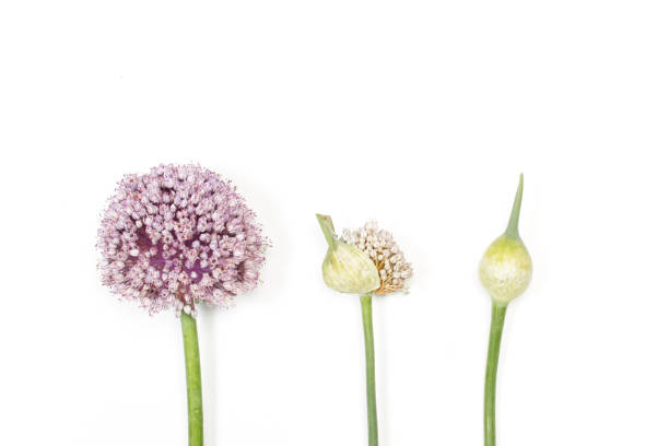 Wild garlic flower on a white background
