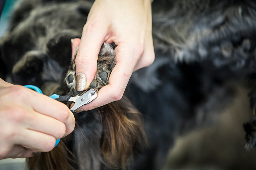 Close-up of Pet Groomer Cutting Nails of a Dog.
