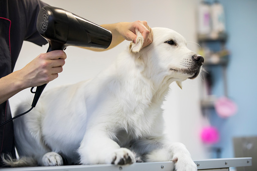Pet Groomer Drying Hair of a Dog in Pet Salon.