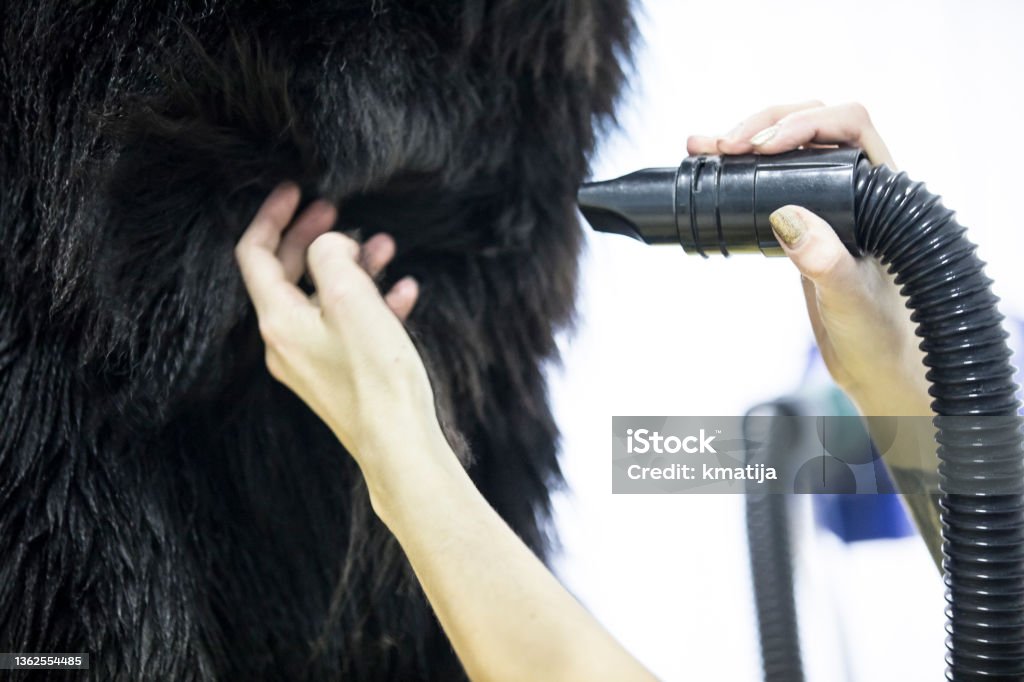 Close-up of Pet Groomer Drying Dog's Hair Close-up of Pet Groomer Drying Dog's Hair. Dog Stock Photo