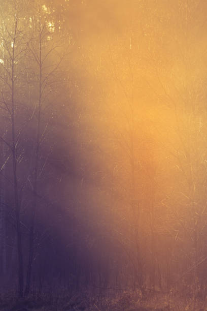 A beautiful autumn sunrise landscape with a forest. Fall morning scenery in Northern Europe.