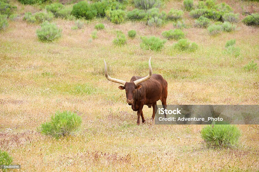 Longhorn Cattle con grandi Horns - Foto stock royalty-free di Agricoltura