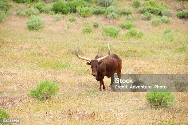 Longhorn Cattle Con Grandi Horns - Fotografie stock e altre immagini di Agricoltura - Agricoltura, Ambientazione esterna, Animale