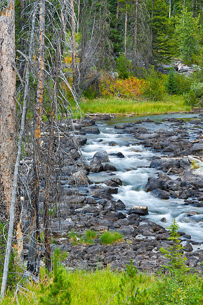 istock Mountain Stream in Grand Teton National Park 136255597