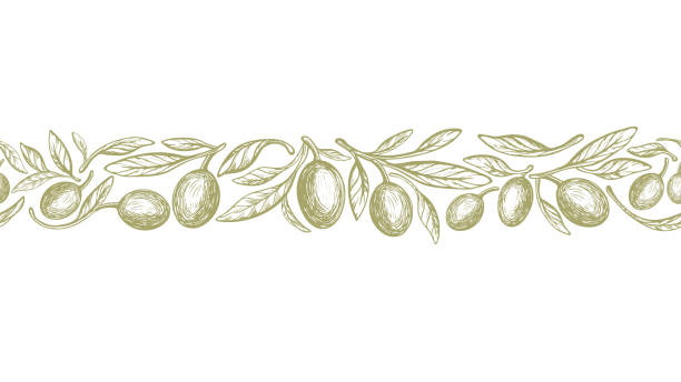 Olive strip, vintage bio seamless pattern. Vector Olive rustic strip, vintage engraved seamless pattern. Vector hand drawn texture twig, nature fruit, graphic leaves on white background. Organic natural fresh oil olive fruit stock illustrations