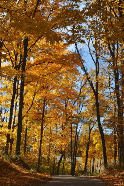 istock Anderson Falls and area, Bartholomew County, Indiana 1362556741