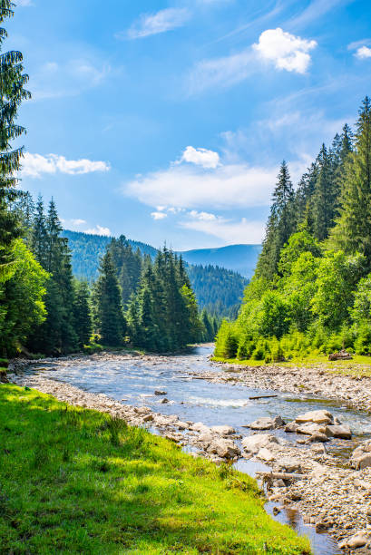 istock mountain stone river flows near the coniferous forest and mountains. 1362556786
