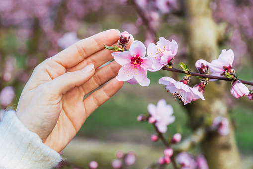 Young woman's hand touching beautiful pink flowers of fruit tree in spring.
