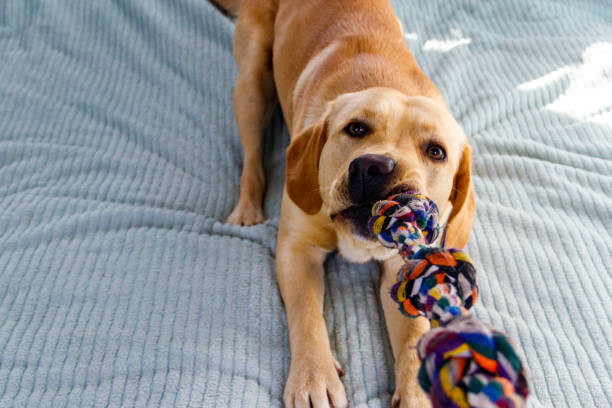 istock Labrador retriever playing with colorful rope toy 1362558610