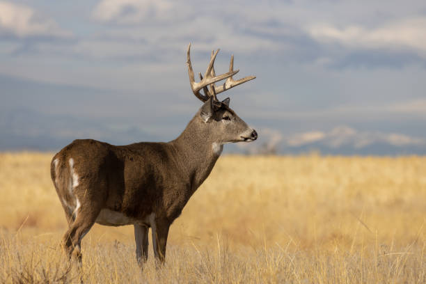istock Buck Whitetail Deer in Autumn 1362558762