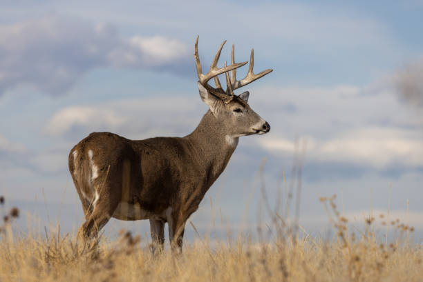istock Buck Whitetail Deer in Autumn 1362558870