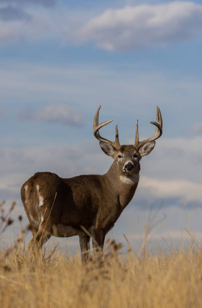 istock Buck Whitetail Deer in Autumn 1362559432