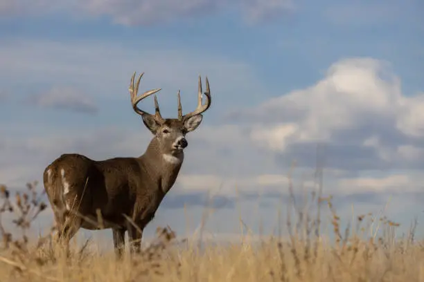 a buck whitetail deer in Colorado in autumn